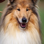 Nescafé Gold Amnis Rhei