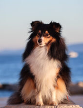 Ocean Pearl Amnis Rhei